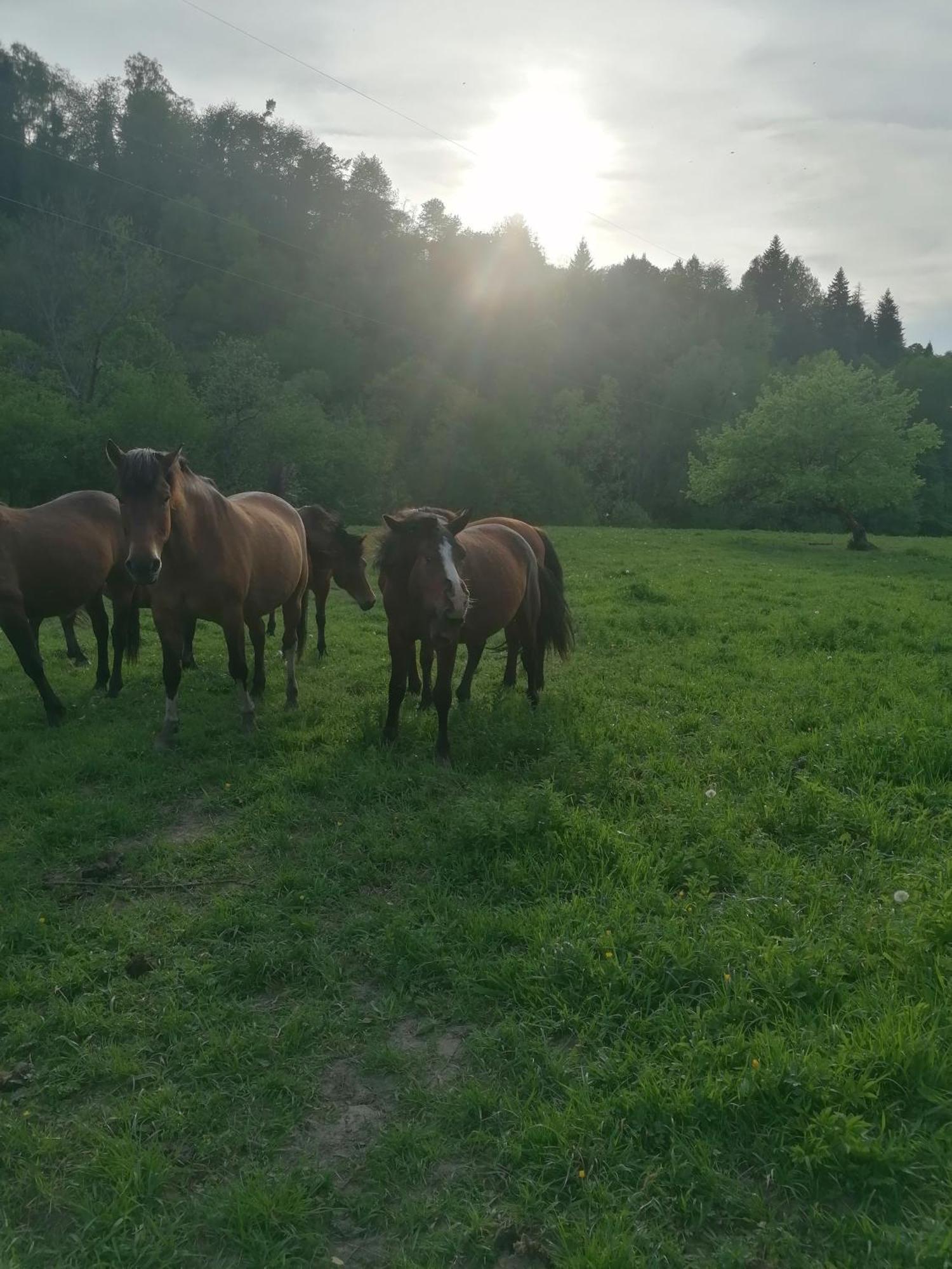 Lisi Zakatek * Czarna (Bieszczady)